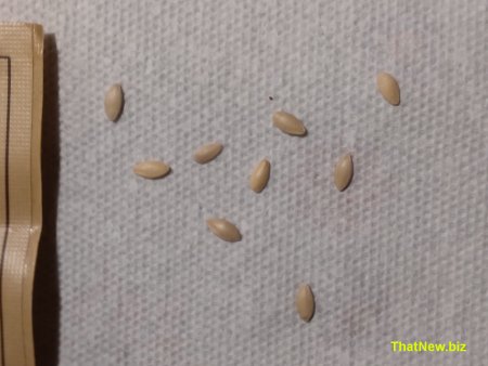 seed germination1.jpg (27579 bytes)
