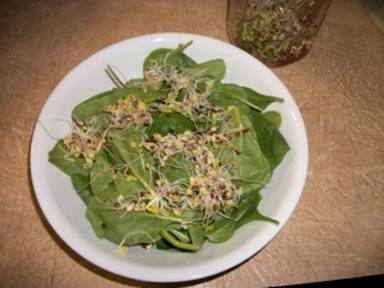 radish sprouts on salad (18245 bytes)