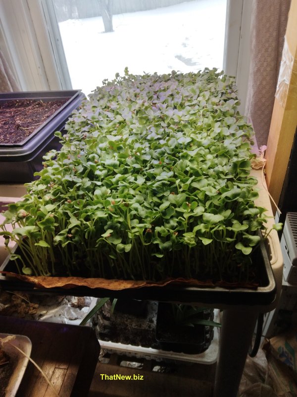 25microgreens.jpg (110817 bytes)