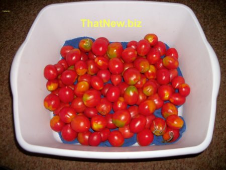 Borghese Tomato1.jpg (31602 bytes)