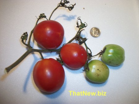 Borghese Tomato2.jpg (25801 bytes)