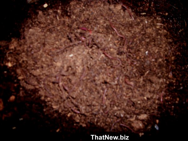 composting worms2.jpg (54749 bytes)