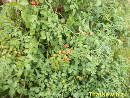 currant-tomatoes.jpg (65992 bytes)