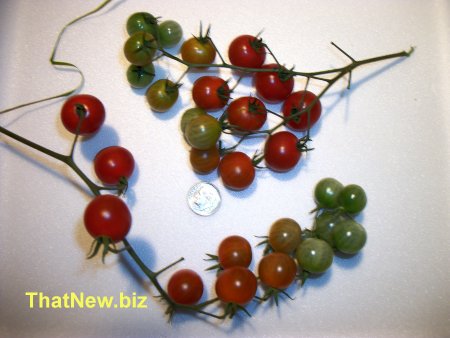 currant-tomatoes3.jpg (32072 bytes)
