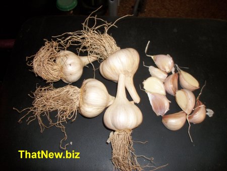 planting-garlic3.jpg (34384 bytes)
